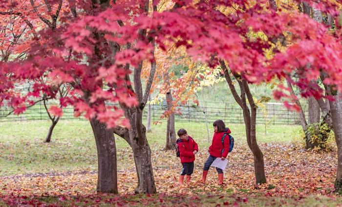 A boy and a girl both wearing red jackets, surrounded by the red acer leaves in the Acer Glade at Bodnant Garden during the autumn. National Trust Ima
